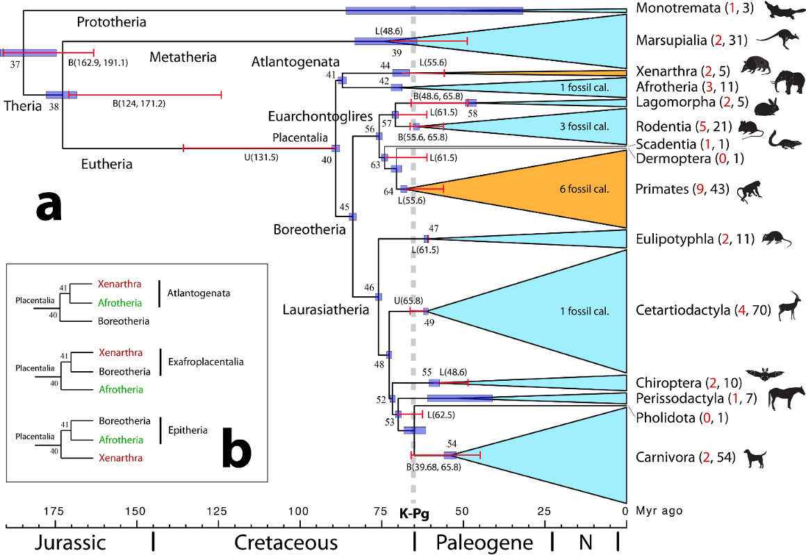 Timescale of mammal phylogeny